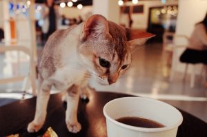 York is set to open up its first cat cafe, and we can't wait