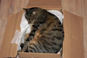 Why do cats like boxes SO much?