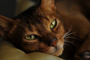 Abyssinian cat