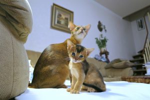 Abyssinian cat kitten