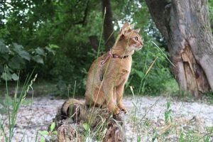 Abyssinian cat