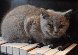 Music for cats - what to look out for?