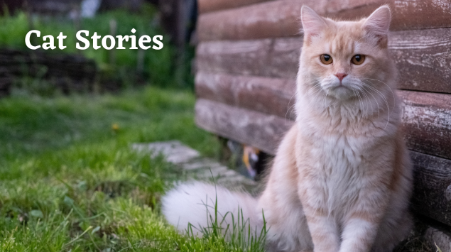 Cat Stories